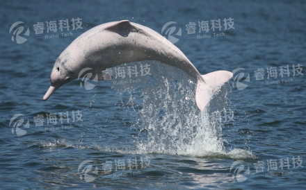 珠江口白海豚保護區(qū)觀測工程